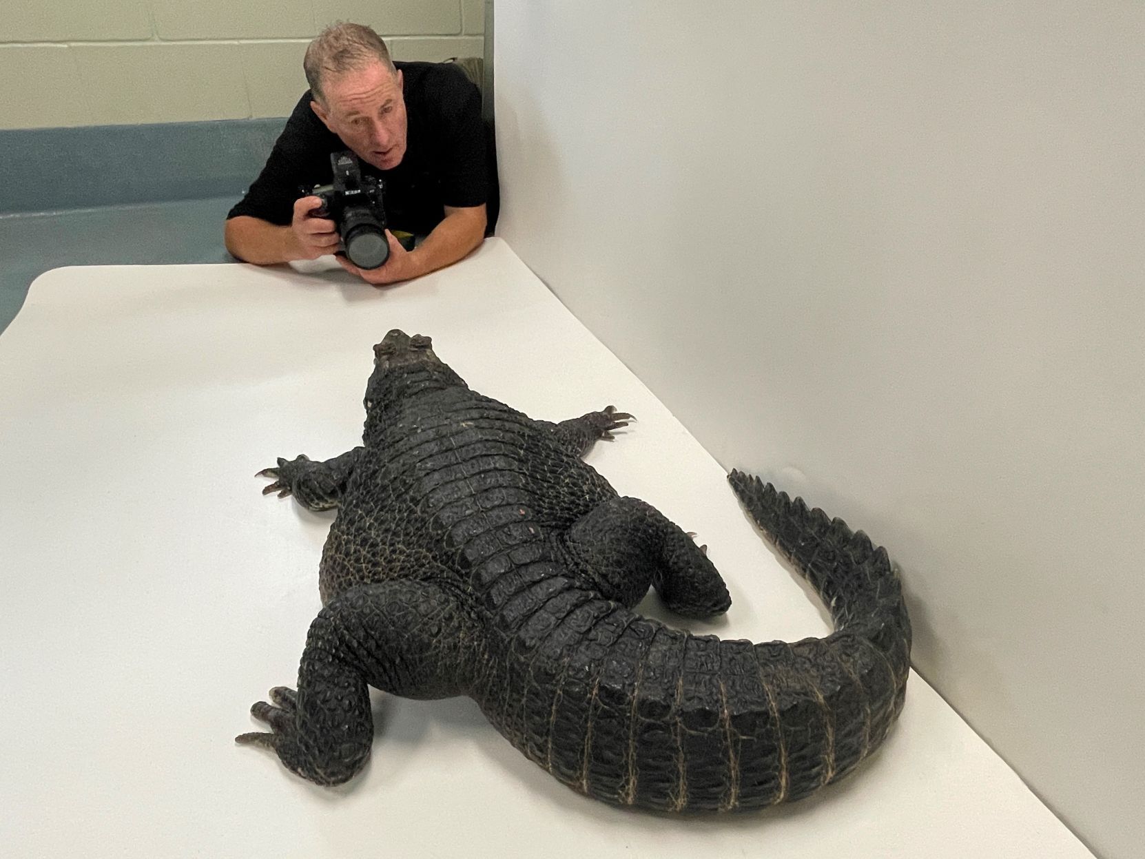 Sartore alligator